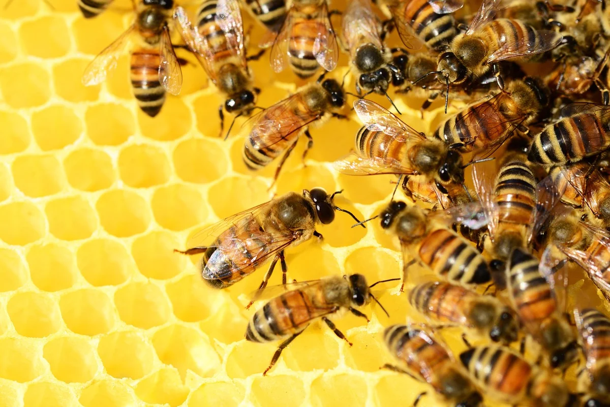 A dense swarm of honey bees working together on golden honeycomb, illustrating natural swarm behavior and collective coordination